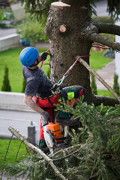 Best Lawn Disease Treatment  in Pembroke Park, FL